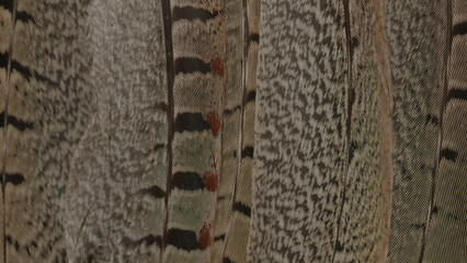 Close up detailed shots of various assorted bird feathers