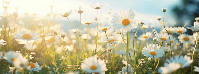 Poster Meadow with vibrant chamomile flowers and a blurred background, creating a picturesque floral Banner © Anna Zhuk