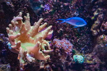 Underwater world, sea corals, sea fish, blue