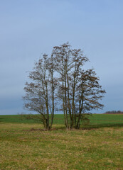 Baumgruppe im Frühjahr in Feld- und Wiesenlandschaft - 746017350