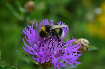 bumblebee sitting on purple thistle macro