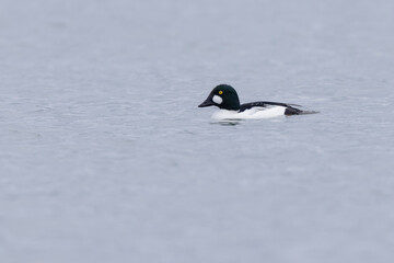Common Goldeneye Bucephala clangula swimming on the Rhine during wintertime