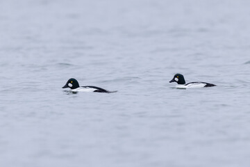 Common Goldeneye Bucephala clangula swimming on the Rhine during wintertime