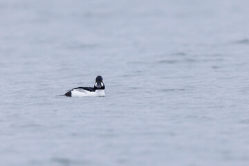 Common Goldeneye Bucephala clangula swimming on the Rhine during wintertime