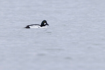 Fototapeta premium Common Goldeneye Bucephala clangula swimming on the Rhine during wintertime