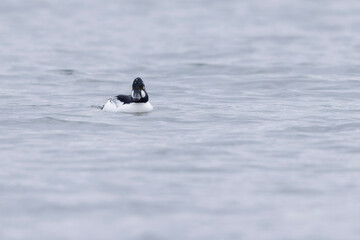 Common Goldeneye Bucephala clangula swimming on the Rhine during wintertime