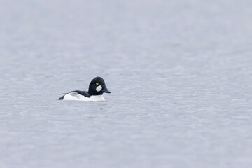 Common Goldeneye Bucephala clangula swimming on the Rhine during wintertime