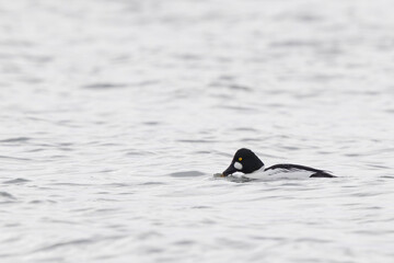 Common Goldeneye Bucephala clangula swimming on the Rhine during wintertime