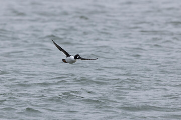 Common Goldeneye Bucephala clangula swimming on the Rhine during wintertime