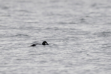 Common Goldeneye Bucephala clangula swimming on the Rhine during wintertime