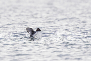 Common Goldeneye Bucephala clangula swimming on the Rhine during wintertime