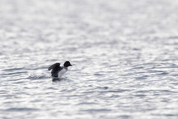 Common Goldeneye Bucephala clangula swimming on the Rhine during wintertime