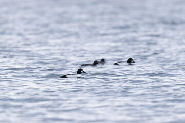 Common Goldeneye Bucephala clangula swimming on the Rhine during wintertime