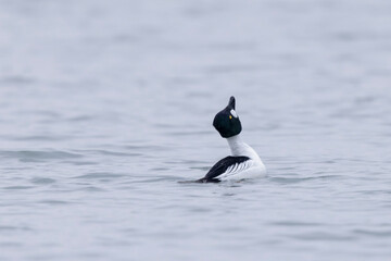 Common Goldeneye Bucephala clangula swimming on the Rhine during wintertime