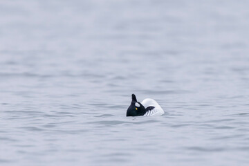 Common Goldeneye Bucephala clangula swimming on the Rhine during wintertime