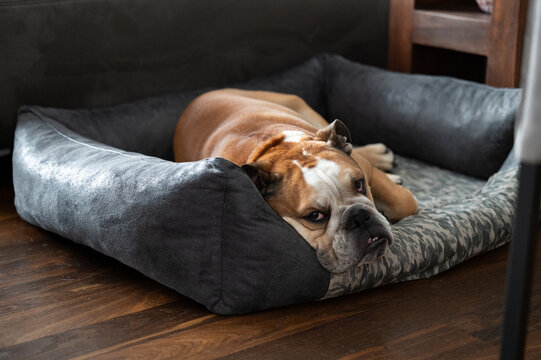 Englische Bulldogge in seinem Bett