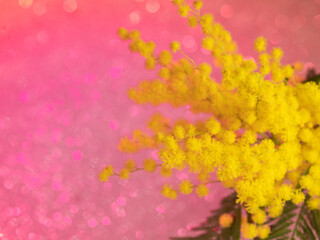 Obraz na płótnie Canvas A bouquet of yellow mimosa in close-up on a bright shiny background
