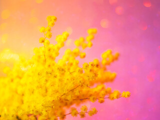 A bouquet of yellow mimosa in close-up on a bright shiny background