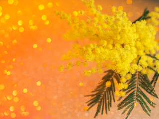 A bouquet of yellow mimosa in close-up on a bright shiny background