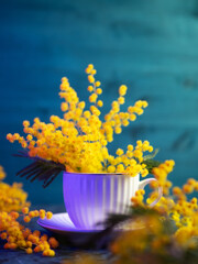 A bouquet of yellow mimosas in a white ceramic cup on a blue background. Spring Postcard