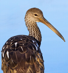 Limpkin having breakfast