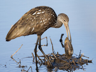 Limpkin having breakfast