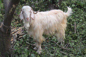 White goat in the garden. 