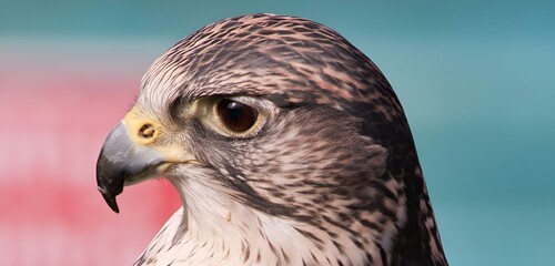 Hawk on a blue backdrop gazing ahead