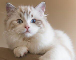 Mały kot rasy Ragdoll, Mały kotek, Biały kot z niebieskimi oczami, Słodki kotek, Młody piękny...
