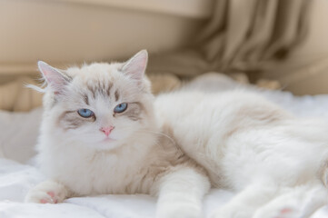 Mały kot rasy Ragdoll, Mały kotek, Biały kot z niebieskimi oczami, Słodki kotek, Młody piękny kot siedzący na kanapie.