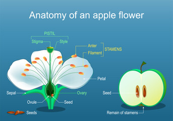 Anatomy of apple flower. Structure and Parts of Flower and fruit. - obrazy, fototapety, plakaty