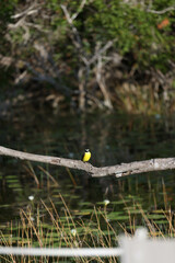 TIT BIRD en rama, Bacalar mexico