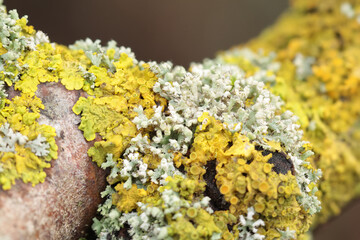 Lichen Xanthoria parietina on dead branch