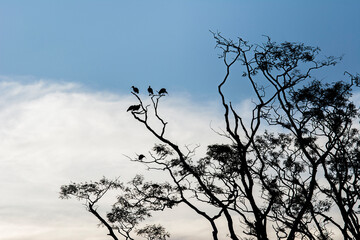 Silhouette of birds herons on the tree