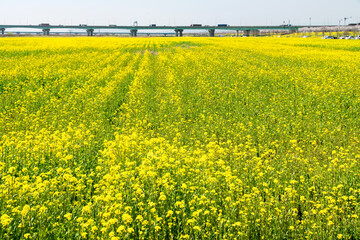 Field of canola flowers in Busan