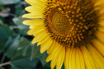 ripe sunflower with yellow leaves close up
