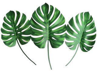 Fototapeta na wymiar A sets of the tropical monstera leaves.