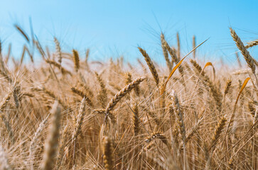 spikelets of wheat on a field on a farm against the backdrop of a clear blue sky