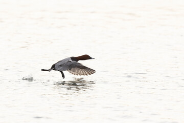 Common pochard Aythya ferina swimming on the Rhine during wintertime