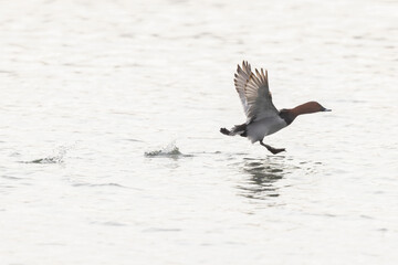 Common pochard Aythya ferina swimming on the Rhine during wintertime