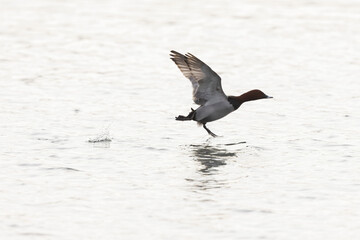 Common pochard Aythya ferina swimming on the Rhine during wintertime