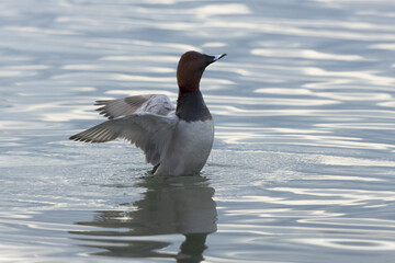 Common pochard Aythya ferina swimming on the Rhine during wintertime