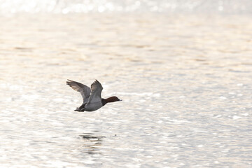 Common pochard Aythya ferina swimming on the Rhine during wintertime
