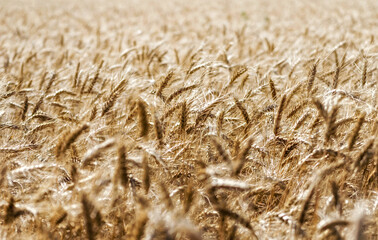 spikelets of wheat on the field close up