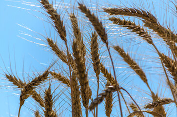 spikelets of wheat on the field close up