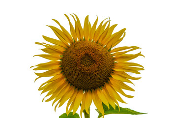 Obraz premium one isolated sunflower on white background close up