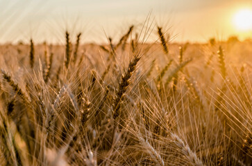 Fototapeta premium yellow rye field at sunset mature ears on the background of setting sun