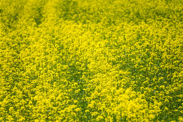 Field of the canola flowers in Busan