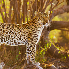 Leopard on Alert in the Wild of Tanzania Safari