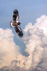 Ruling the Skies - Image composite - A young Bald Eagle soars through Cumuolous clouds